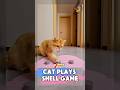 Cat plays SHELL GAME ‼️😱😱 #shorts #cat #catlover #cute