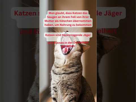Die 5 Fakten über Katzen die JEDER wissen sollte Teil 02  #shorts  #shortsvideo