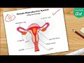 Female Reproductive System Drawing || Labelled Diagram CBSE || Step by step for beginners