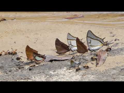 ラオスのフタオチョウなど　Nymphalidae butterflies of Laos