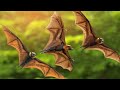 A Strange Video Of Bat Swimming Animals