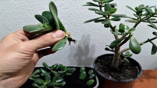How to grow a Jade plant from cutted leaves/branch very easy