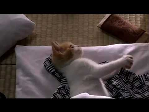 Japan Cute Cat advertising