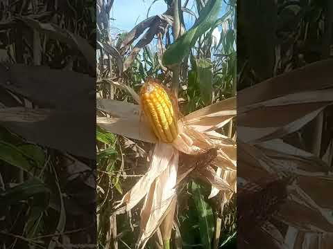 É esperada safra recorde em Jatobá Maranhão