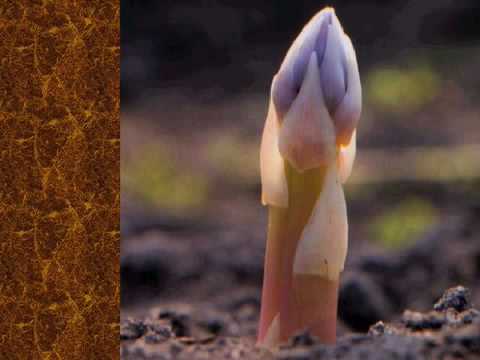 Ramène ta fraise, espèce de cornichon !