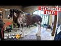 National Clydesdale Sale Over 100 Horses At This Auction
