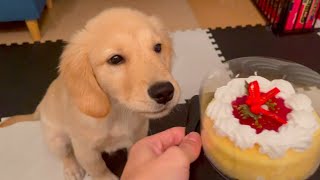 A Christmas cake will be presented to Bisuke 【Golden retriever puppy】