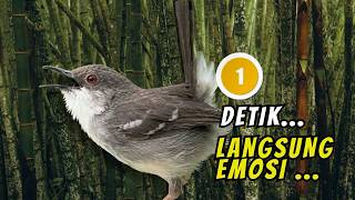 Download lagu Ciblek Kristal Gacor Ngebren Nembak Panjang-panjang | Pancingan Ampuh Ciblek Malas Bunyi dan Macet mp3 Download lagu Ciblek Kristal Gacor Ngebren Nembak Panjang-panjang | Pancingan Ampuh Ciblek Malas Bunyi dan Macet mp3