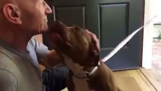 Patrick Stewart Turns To Mush As Foster Dog Arrives At His House