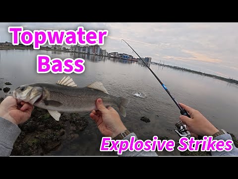 Explosive Topwater Lure Bass Fishing in Poole Harbour | UK Coastal Action!
