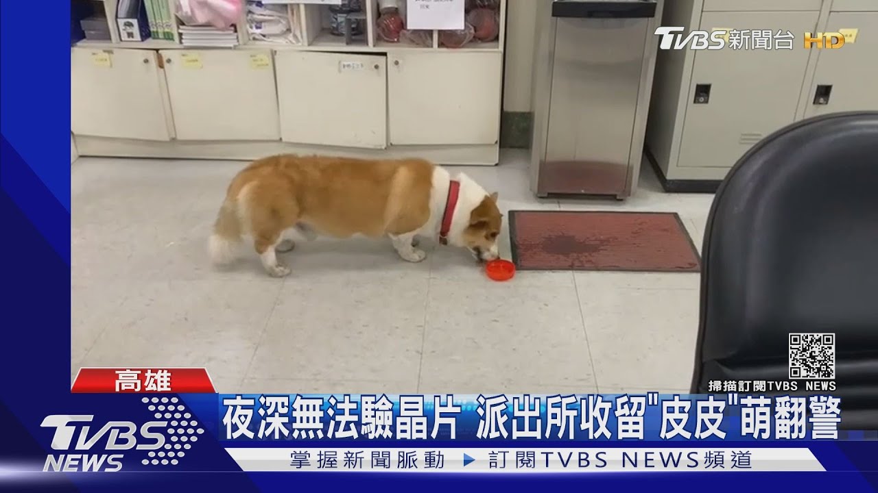 靈犬科基！　貪玩走失搭便車找警幫忙