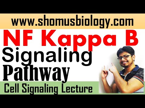 NF kappa B signaling pathway | Short tricks to learn cell signaling pathway