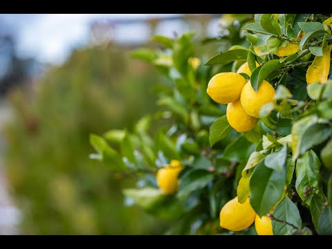 248 Pinegrove Road, Armidale, Tamworth, 6房, 3浴, Lifestyle Property