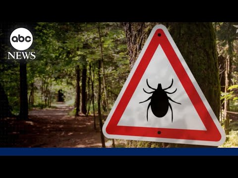 What Is Lyme Disease and what are the symptoms?