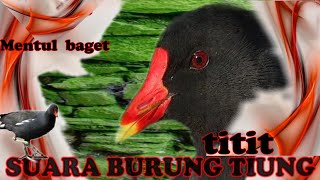 Download lagu Mantul banget COVER nya(SUARA TITIT BURUNG TIUNG) mp3