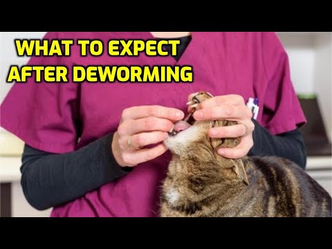 How Long After Deworming Will My Cat Feel Better?