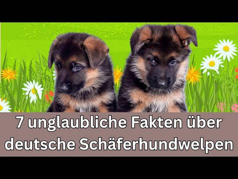 German Shepherd puppies 🐶 7 incredible facts