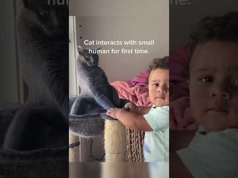 Cat interacts with small human for the first time
