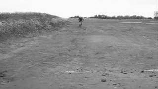 Wild Pack Of Family Dogs