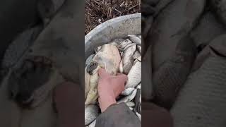 Eel fishing | Catching Eel | Hunting Eel From Hole Using Hook #0083