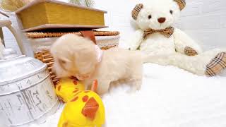 ハーフ犬の動画02