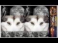 Feral Sins by Suzanne Wright | Full podcast summary audiobook review