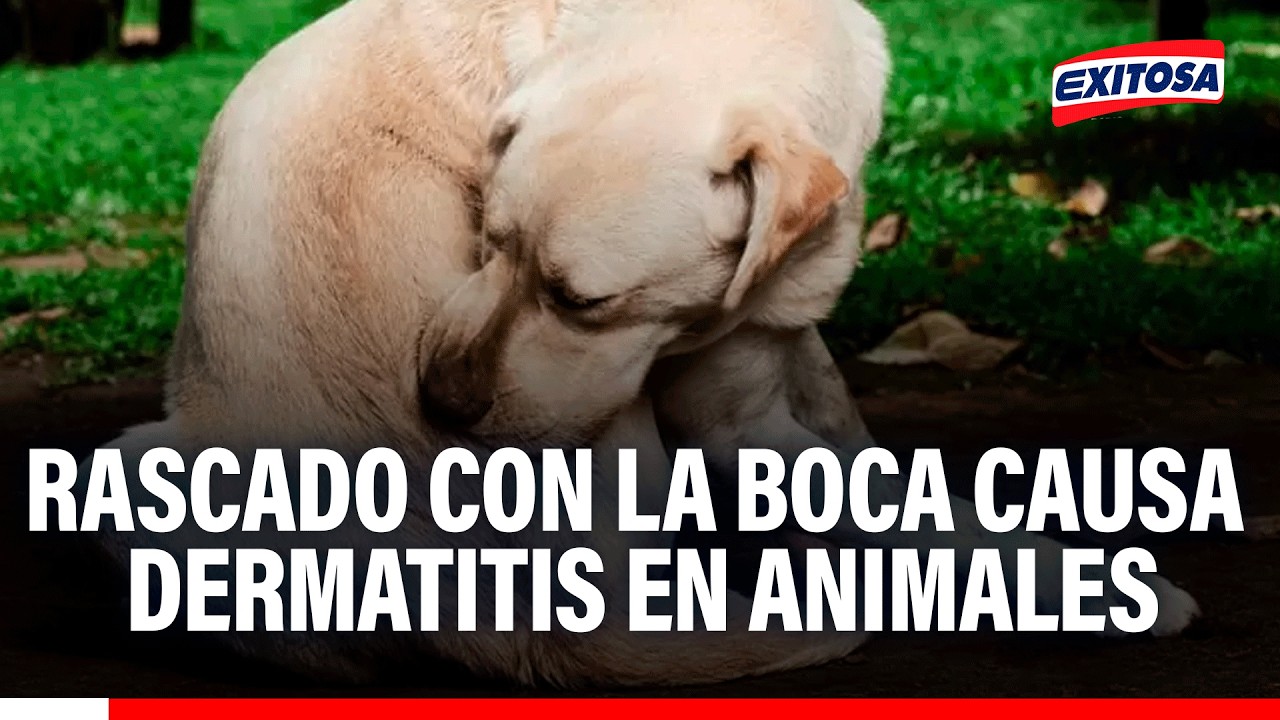 🔴🔵 Perros suelen sufrir de problemas de la piel por rascarse con la boca, según veterinario