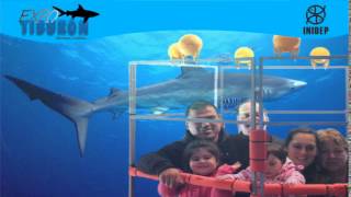 DIA 2 Expo Tiburon124