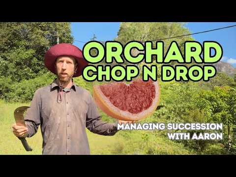 Orchard Reimagined: Permaculture Transformation Story
