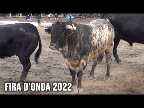 Toros Bravos Onda 2022