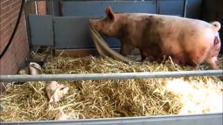 Nest building behaviour of a sow in VIC Sterksel