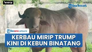 Kerbau Albino Berjambul Pirang Mirip Trump Resmi Jadi Penghuni Kebun Binatang, Pengunjung Terpesona