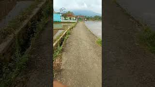 Download lagu pemandangan sawah di sepanjang jalan #vidioshort #sawah #pedesaan #shorts #tanah sunda mp3