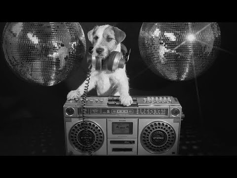 Moron Police – The Dog Song (Official Music Video w/lyrics)