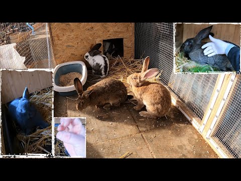 , title : 'Blauer Wiener Kaninchen beißt unschuldigen Finger vom Kaninchenhalter'