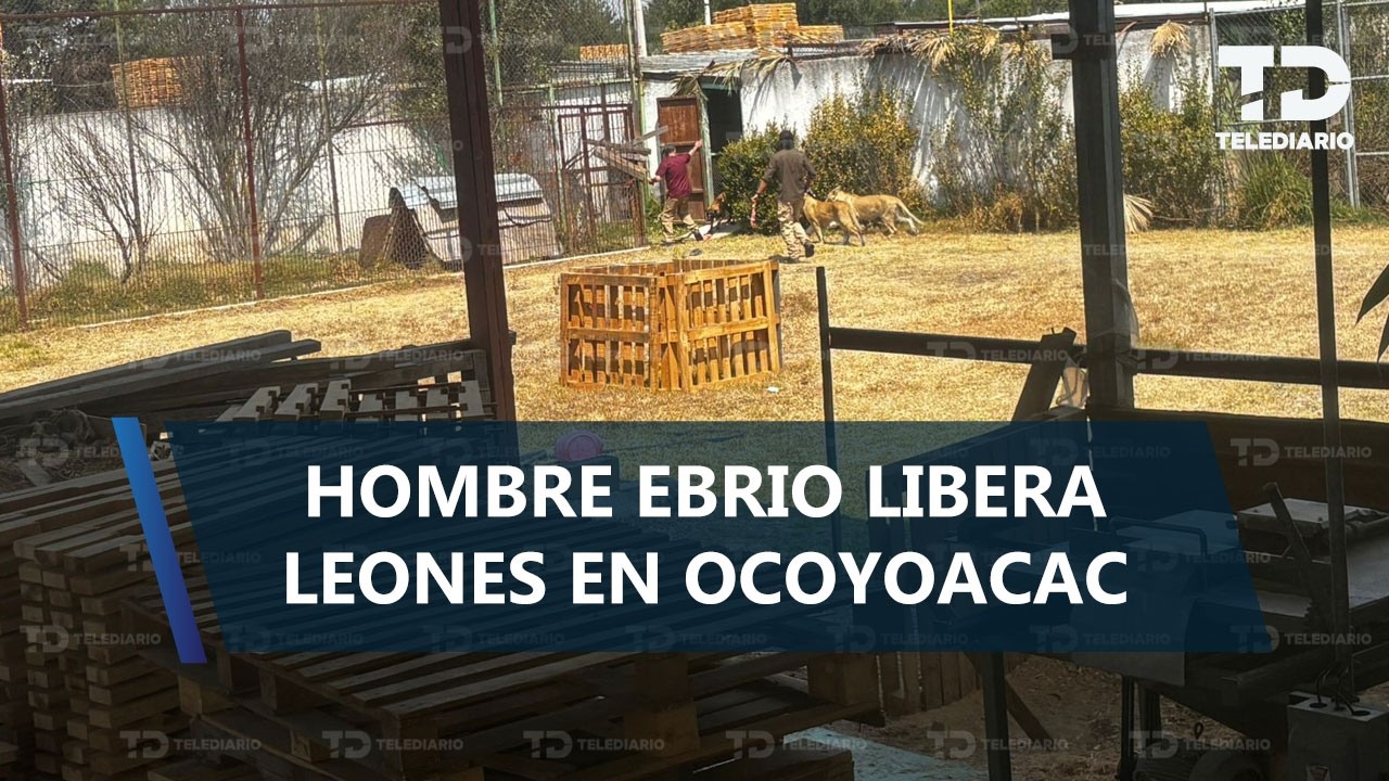 Hombre ingresa a reserva en Ocoyoacac, Edomex, libera leones y se 'encierra' para que no lo ataquen