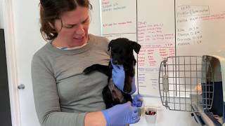 Meet Our Newst Puppy: Deniro!