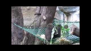 preview picture of video 'A late lunch for gorillas at Rostock Zoo'