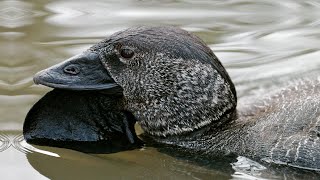 This Talking Musk Duck Learned to Swear Like Humans |You Bloody Fool