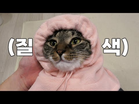 여전히 고장나는 고양이...