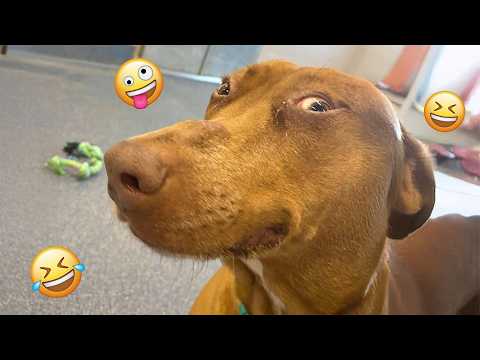 When You Live With a COMEDIAN DOGS 😂 😂 😂 | Funniest Dogs video 2026 #23