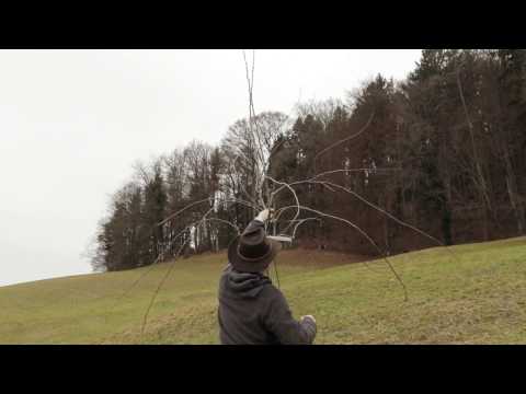 Junge Hochstammbäume schneiden - Pflanzschnitt