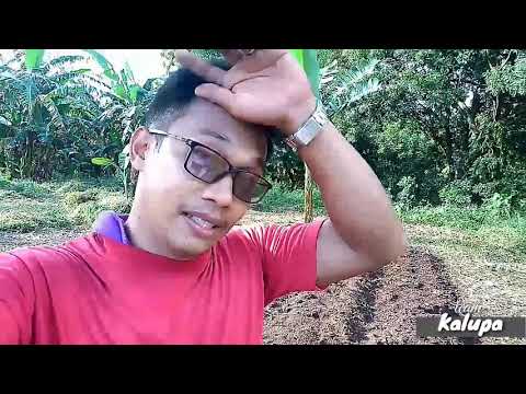 part 2 of (part 3) for Land preparation / Pechay