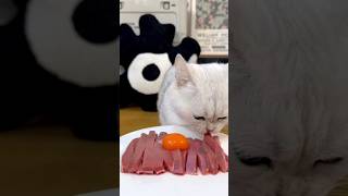 I Can’t Stop Watching This Silver Kitten Eat🥺 #cat #kitten #silvercat #shortscat #shortvideo #shorts