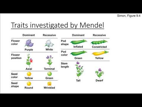 Genetics part1 - Mendel's peas