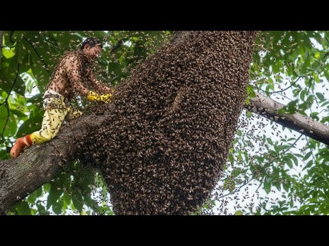 Wild Honey Harvesting | Dangerous Tree Climbing in Vietnam Jungle