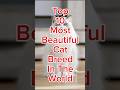 Top 10 Most Beautiful Cat Breeds In The World Cats