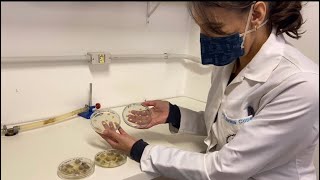 Microbiologia de Alimentos: Técnica de Plaqueamento Direto (Direct Plate)- Micologia. FUNGOS.