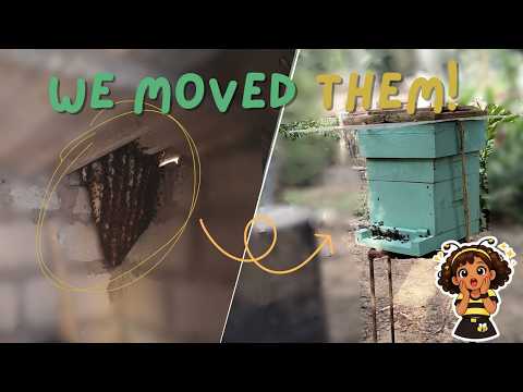 How to safely relocate Honey Bees to a Man-Made Hive