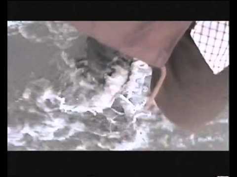 Sparklehorse – More Yellow Birds (Official Video)